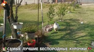 Цыплята и Курочки селяночки лучшие беспородные несушки 🥚 (416)