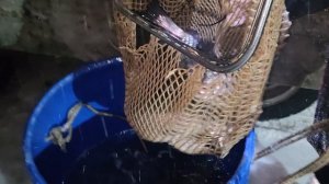 Новая партия Форели 08.01.2026г.