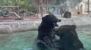 🐻🐻❄️Гуанчжоу, Китай Медведи дерутся в бассейне зоопарка 🐻