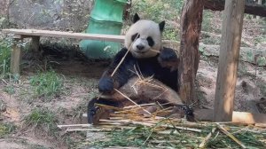 🐼 Панда в зоопарке Гуанчжоу