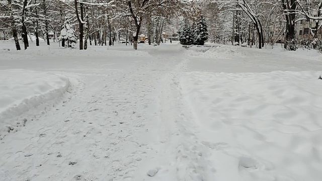 Забыл как называются деревья кто подскажет правильное название смотреть онлайн