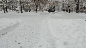 Забыл как называются деревья кто подскажет правильное название