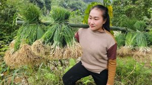 Сбор урожая зеленого лука для продажи на рынке, простая жизнь в сельской местности. Ли Тхи Там