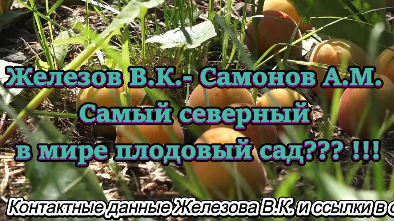 Железов В.К.- Самонов А.М. Самый северный в мире плодовый сад !!!