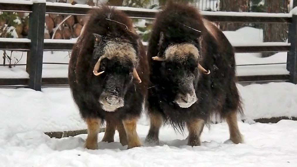 Две молодые самочки овцебыков веселыми танцами встречают новый год. смотреть онлайн