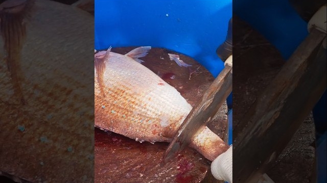 разделка огромного красного морского леща, роскошные рыбные сашими