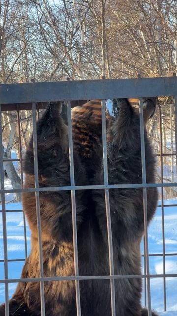 Камчатка. Кайныран. Сильвестр смотреть онлайн