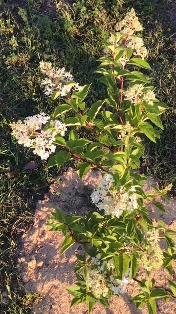 Ленобласть. Хвойное. 26.07.2024. Цветы на даче. Гортензия. Цветущий куст