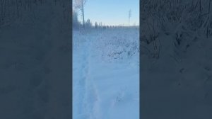 Солнечный день на охоте!