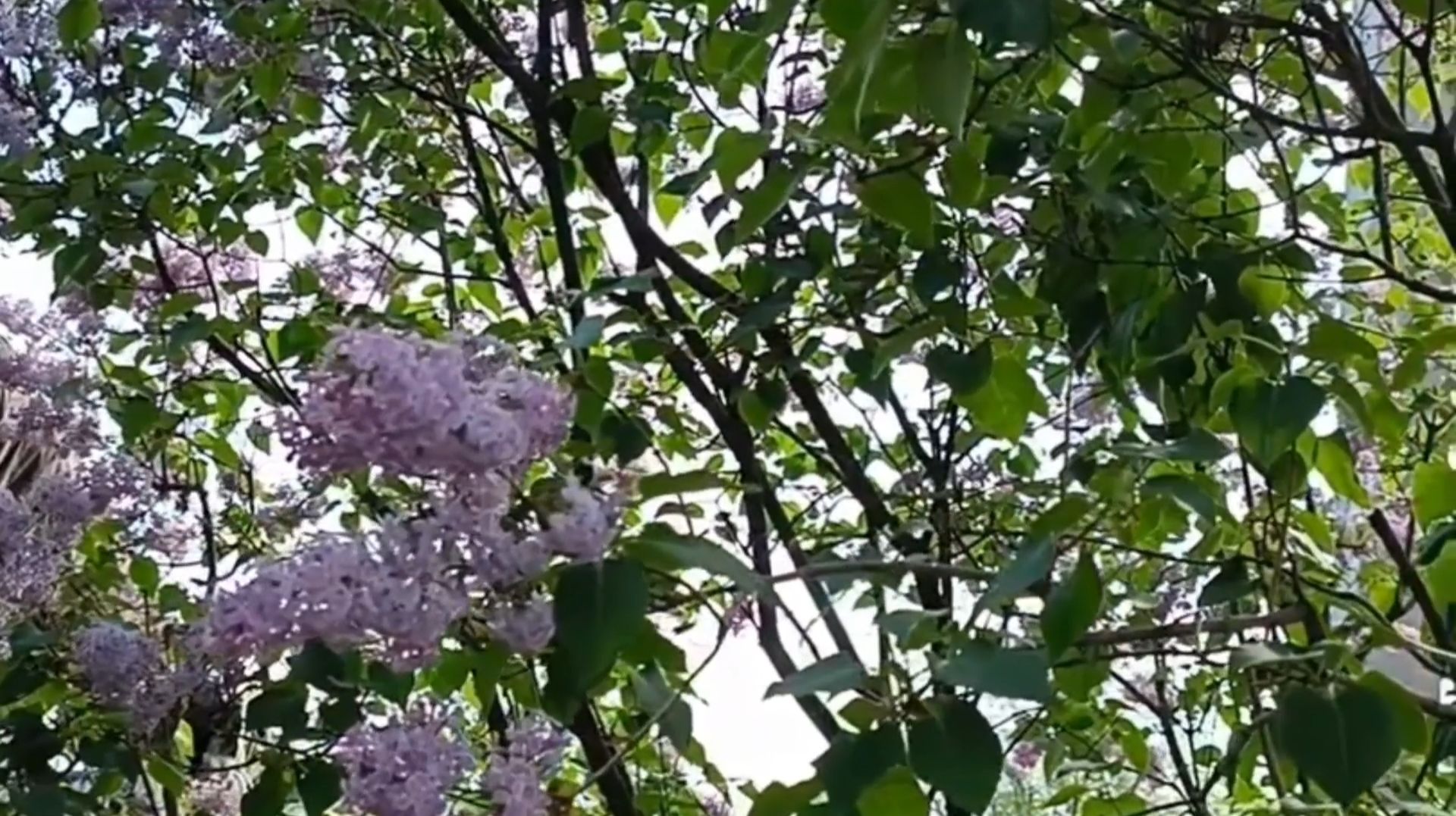 ЗАЦВЕЛА СИРЕНЬ ДУШИСТАЯ смотреть онлайн