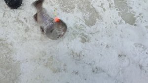 Основной водоём.