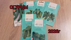 ОГУРЦЫ на 2026г
