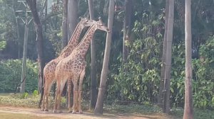 Сафари парк Китай