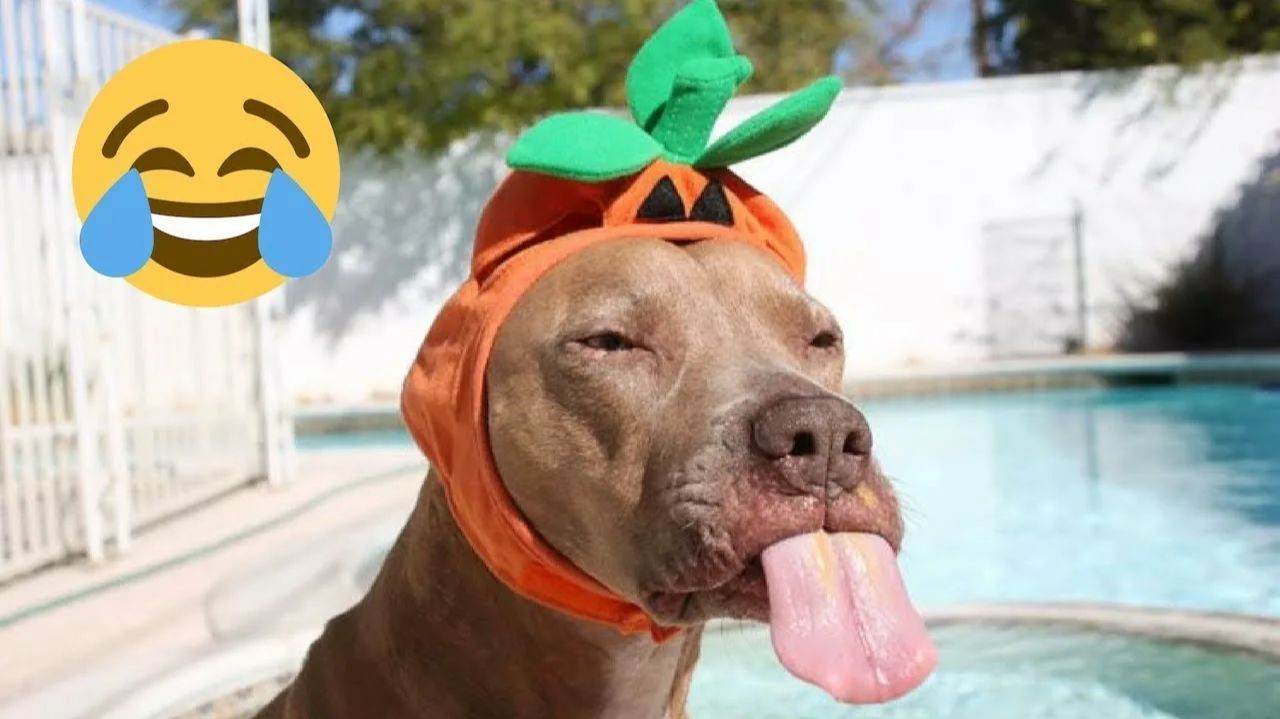 ПРИКОЛЫ С ЖИВОТНЫМИ😺🐶 | СМЕШНЫЕ  СОБАКИ😂