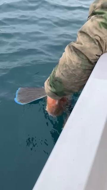 Реанимация чуды-юды морской. смотреть онлайн