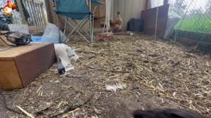 Любовь птицевода к Курочкам 🐥🐔🥚 Нежное видео 🐓 Версия (107)