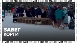 Забег корги прошел в парке в Царицыне в Москве