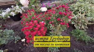 Астра серии "Трубадур", от посева до цветения.