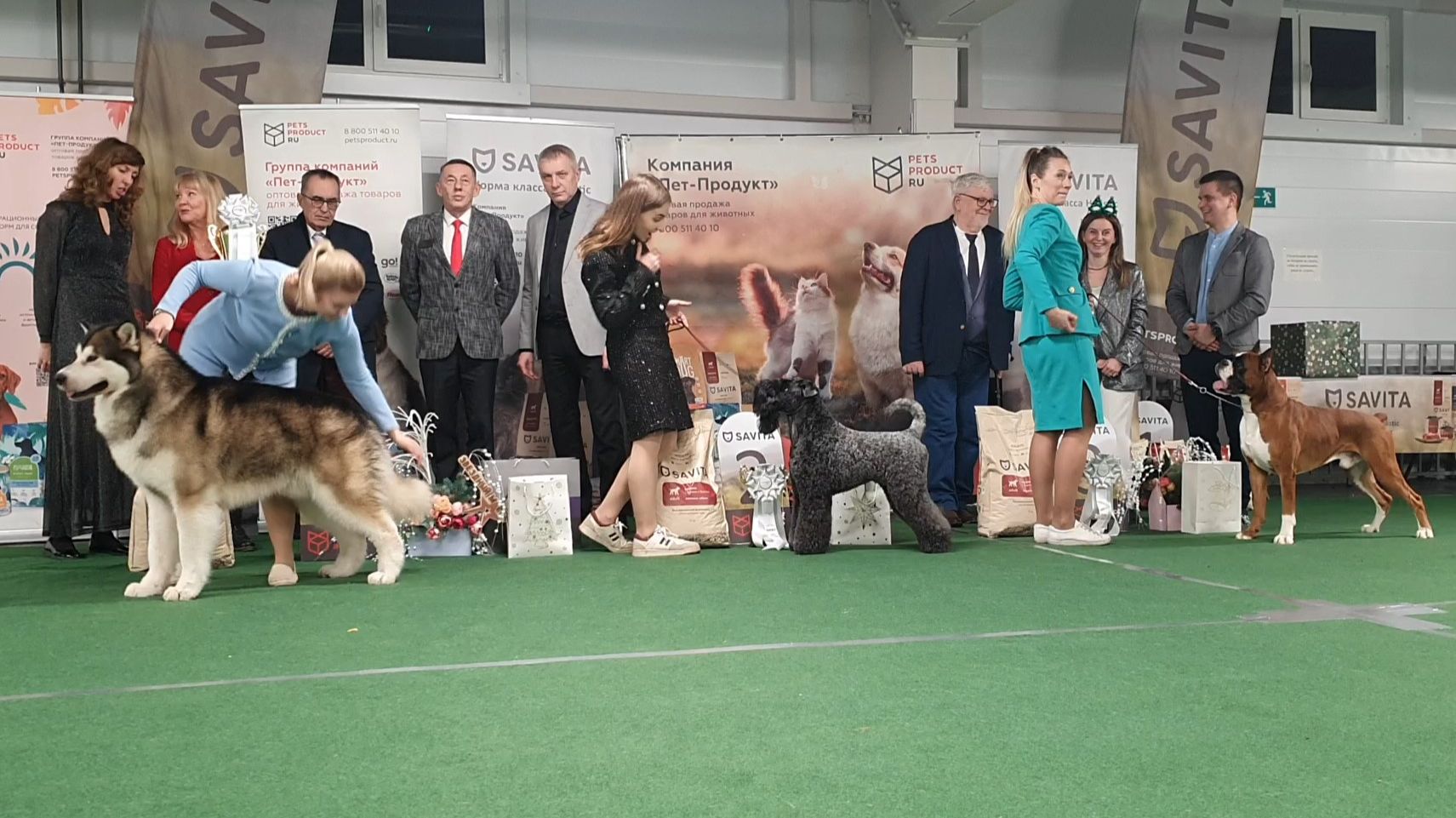 21.12.2025, СПб. Клуб "Звезда Невы" (РКФ, РФЛС). Выставка "НОВОГОДНИЙ ЗВЕЗДНЫЙ МАРАФОН" (САС, ЧФ) смотреть онлайн