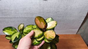 Хойя Лиза. Подробности.