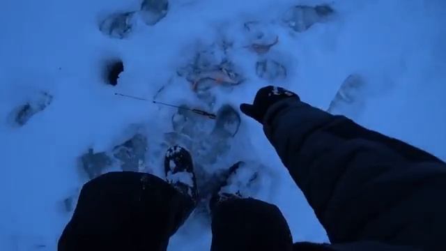 Рыбалка в Витебской области на окуня_Ледовая обстановка Января_Рыбацкая Атмосфера.