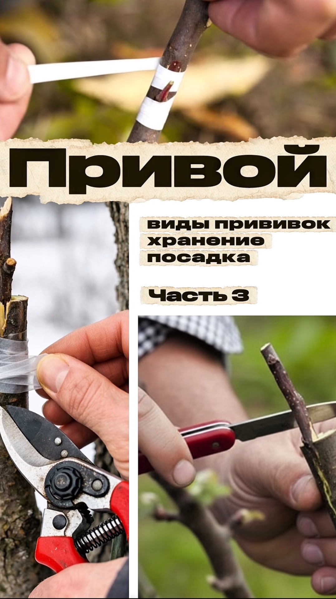 Хранение и готовность  привоя 🌱 Природа 71