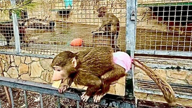 Посмотрите как Анфиса уже тянется к гамадрилятам особенно к Степе) смотреть онлайн