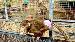 Посмотрите как Анфиса уже тянется к гамадрилятам особенно к Степе)