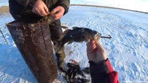 Поставили мордушки .Поймали ее на кишки и требуху.