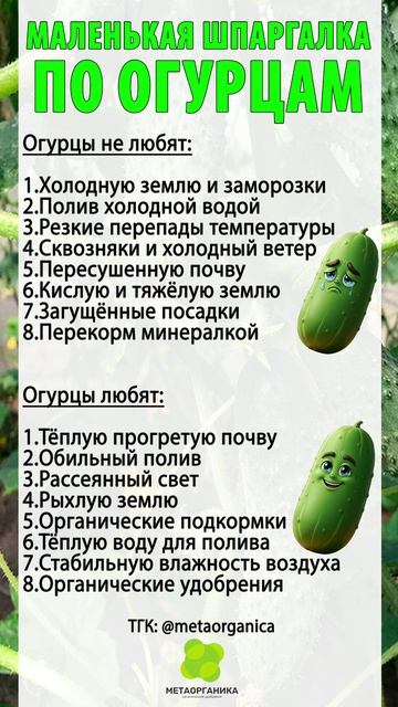 ОШИБКИ в уходе за огурцами, которые делают ВСЕ