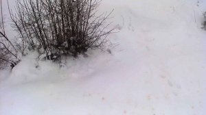 Первые шаги в охоте молодой ВЫЖЛОВКИ