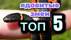 5 САМЫХ ОПАСНЫХ ЗМЕЙ РОССИИ. ЯДОВИТЫЕ ЗМЕИ РОССИИ.