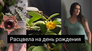 расцвела на день рождения