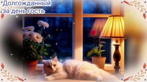 Спокойной ночи. Красивое видео. Котики.