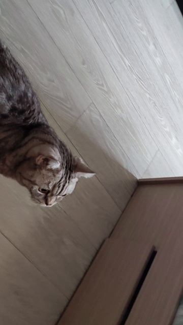 Кошачьи песни