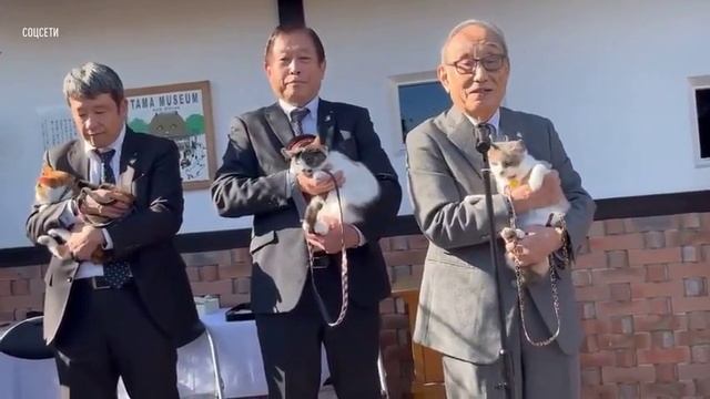 В Японии кошка была назначена начальником железнодорожной станции смотреть онлайн