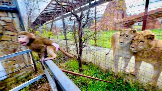 Анфиса просто ДРАКОНИТ львиный «золотой прайд!!! смотреть онлайн