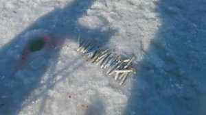 Зимняя рыбалка / январь 2026 года / озеро Изменчивое / остров Сахалин