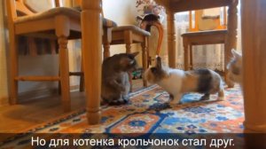 ТОП 5 ПЕСЕНЬ А НУ-КА ДАВАЙ-КА! КОТ МАЛЫШ и КОШКА МУРКА ПОЮТ! МОЯ СЕМЬЯ,КОШКИ И МЫШКИ! ТРЕКИ ЮТУБЕРОВ