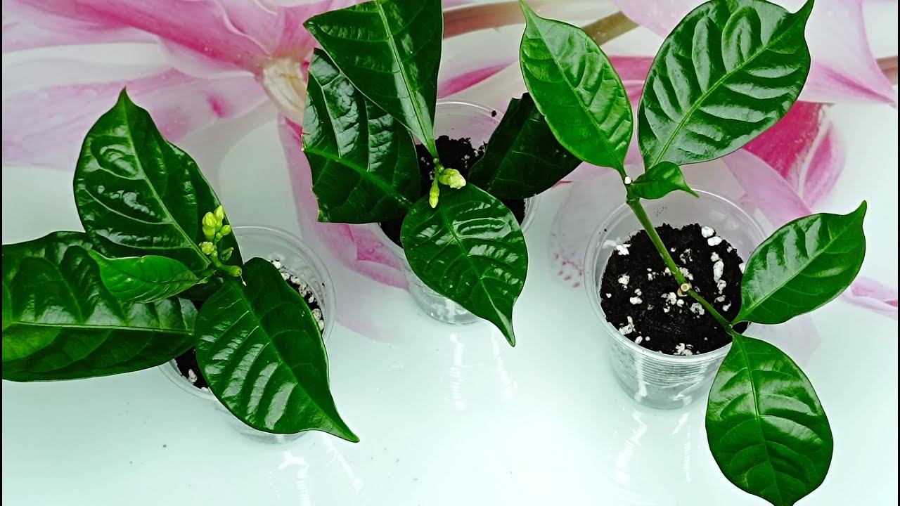 Табернемонтана Размножение черенкованием смотреть онлайн