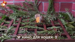 Видео для кошек про крысок развлекать питомцев 🐭🐀😂 (423)