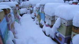 январь, про зимние подкормки пчел , ответы на вопросы , часть 1 , 8.01.2026