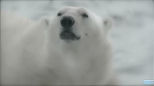 Животные. Белый медведь против морского леопарда. ПЕРЕВОД. док.фильм
