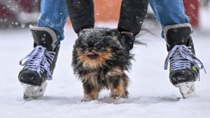 Тишковец: в Москве выпадет рекордное количество осадков