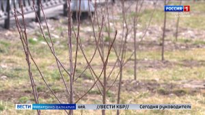 В КБР высадили почти 126 тысяч молодых деревьев