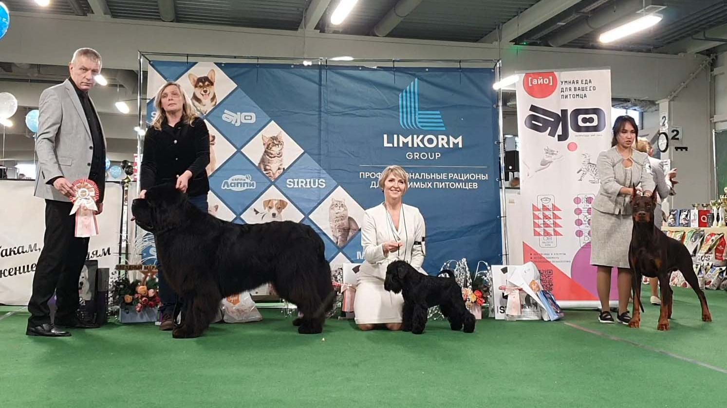 21.12.2025, СПб. Клуб "Звезда Невы". Выставка САС 2 группы FCI смотреть онлайн