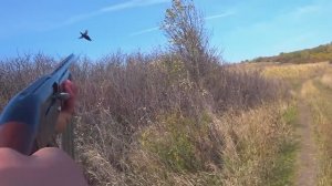 ОХОТА НА ФАЗАНА С ЛЕГАВОЙ В КРАСИВЫХ МЕСТАХ