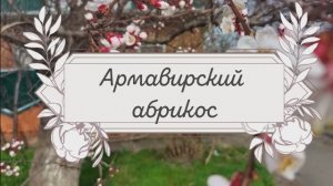 Армавирский абрикос.