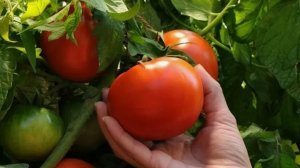 Сроки посева высокрослых и низкорослых сортов томата