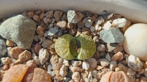 Литопсы в начале января